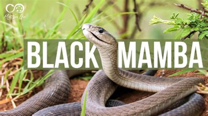 What eats a black mamba?