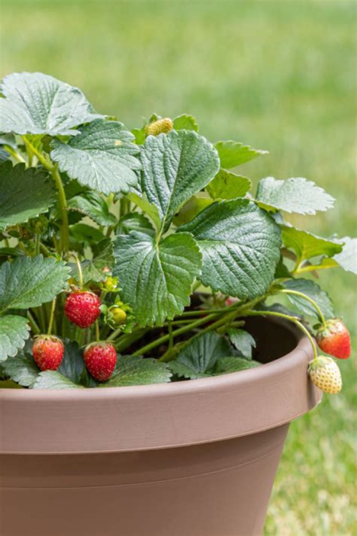 What fertilizer for strawberries in pots?
