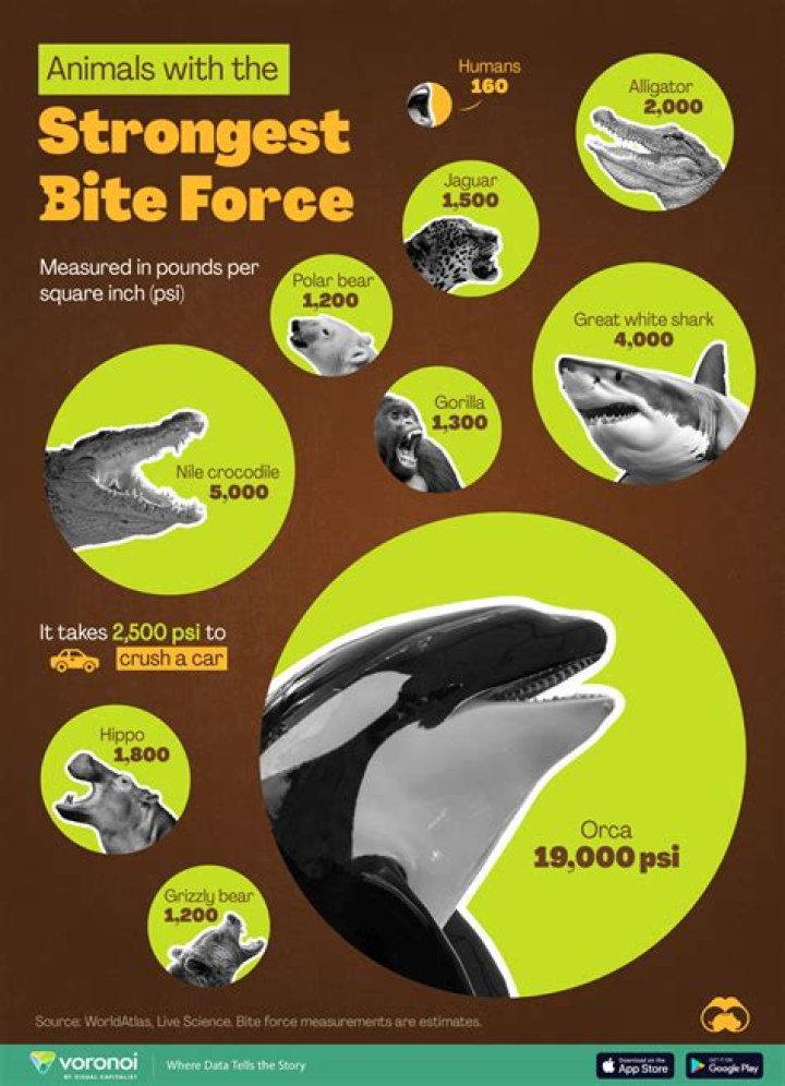 What fish has the strongest bite?