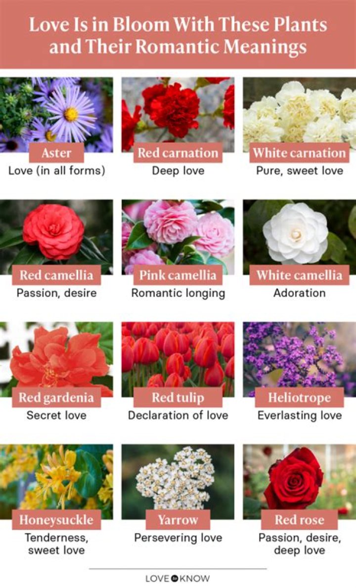 What flower represents a mother's love?