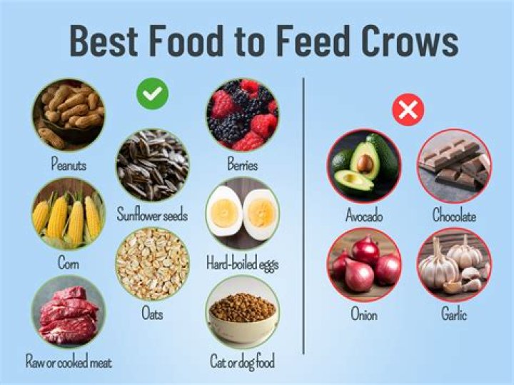 What foods do crows like?