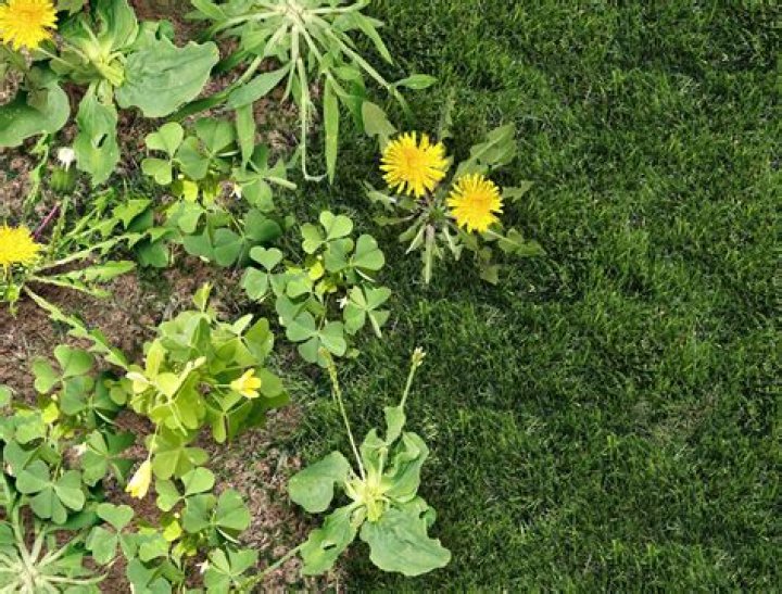 What grass will take over weeds?