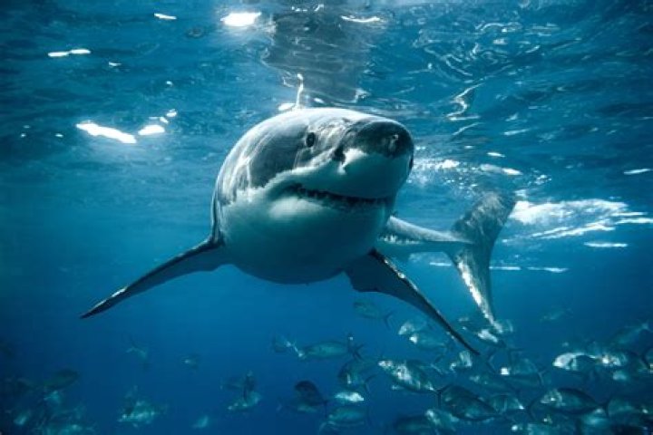 What happened to the sharks from Jaws?