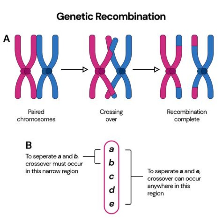 What happens chromosomal rearrangement?