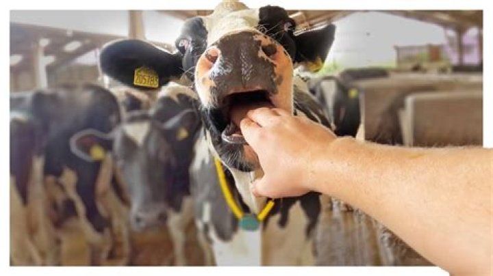What happens if a cow bites you?