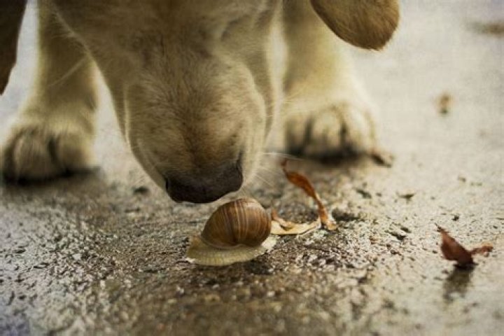 What happens if a dog licks a slug?