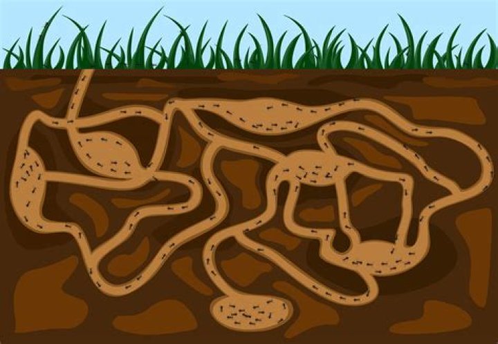 What happens if an ant falls off a building?
