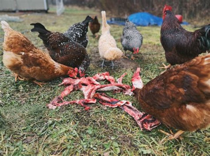 What happens if chickens get too much protein?
