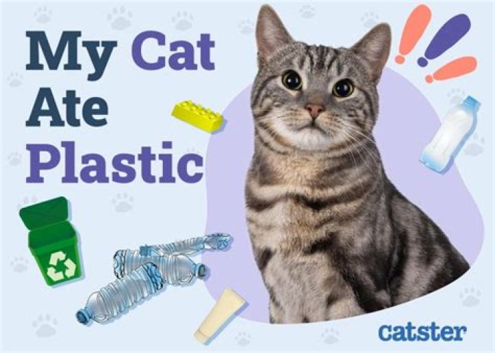 What happens if my cat ate my edible?