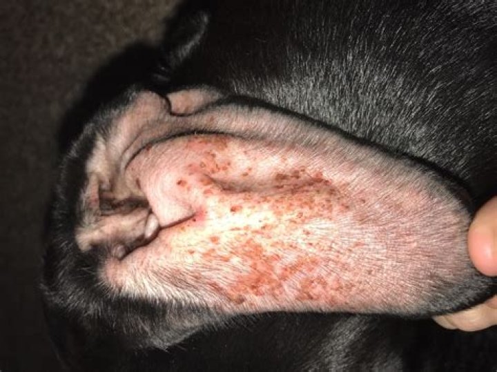What happens if my dog eats my Christmas tree?