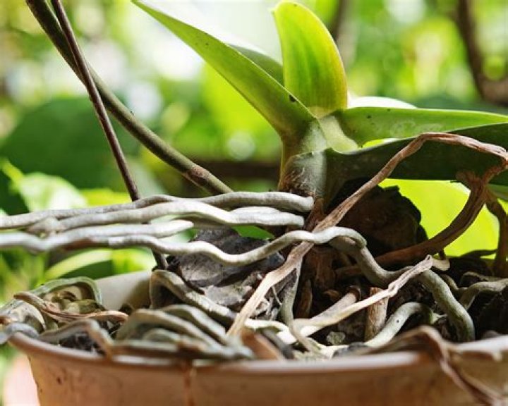 What happens if you break roots while repotting?
