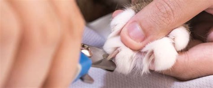What happens if you don't trim your cat's nails?