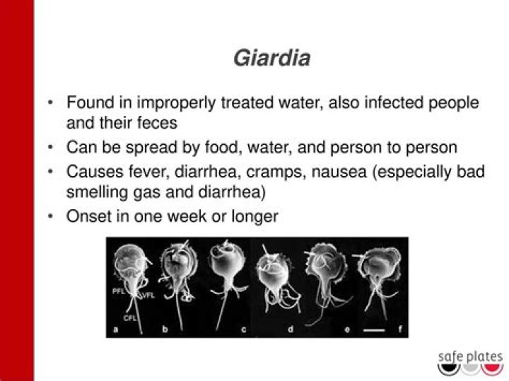 What happens if you leave Giardia untreated?