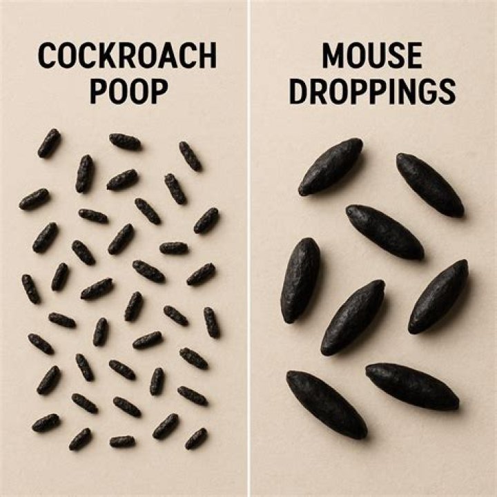 What happens if you touch mouse droppings?