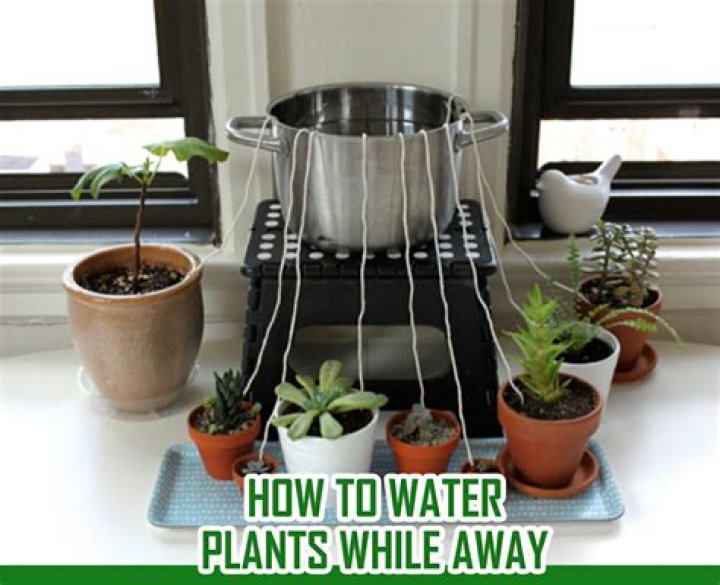 What happens if you water a plant with soda?