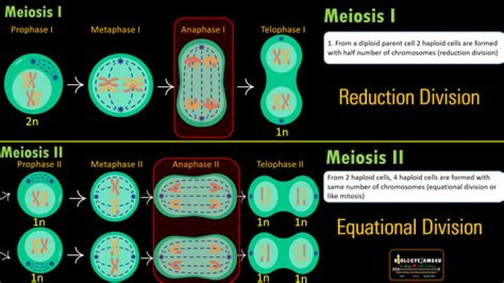 What happens in meiosis 1 but not meiosis 2?