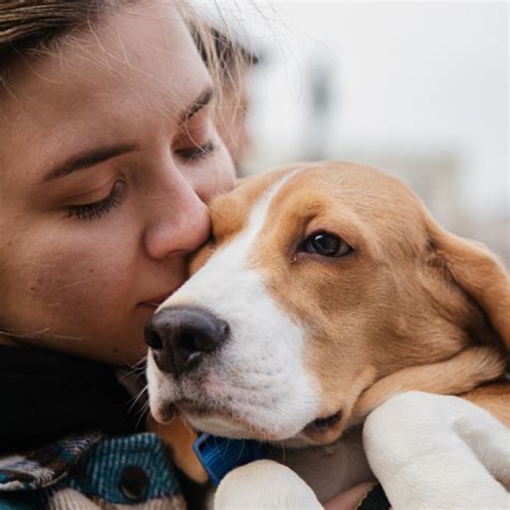 What happens to pets during layovers?