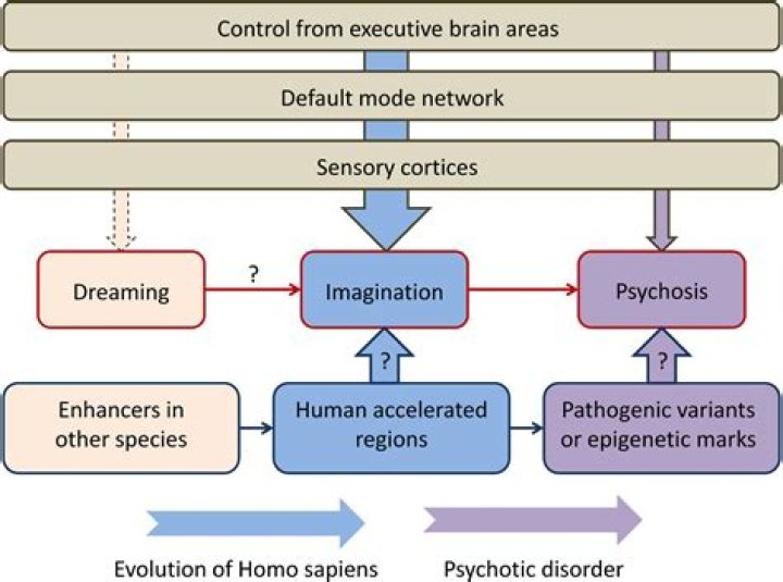 What happens to the brain during psychosis?