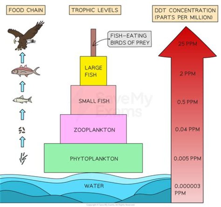 What happens to the concentration of DDT in each trophic level Mcq?