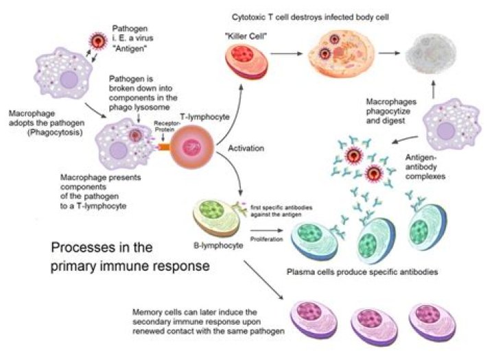 What happens to the immune system with sepsis?