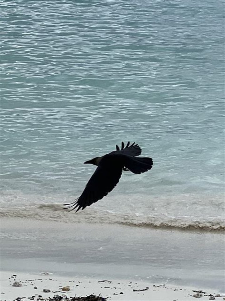 What happens when a crow flies over you?