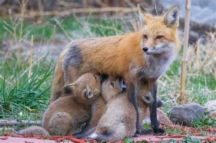What happens when a fox mates?