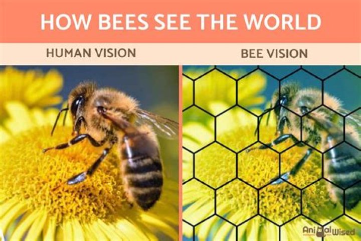 What herbs do bees like best?