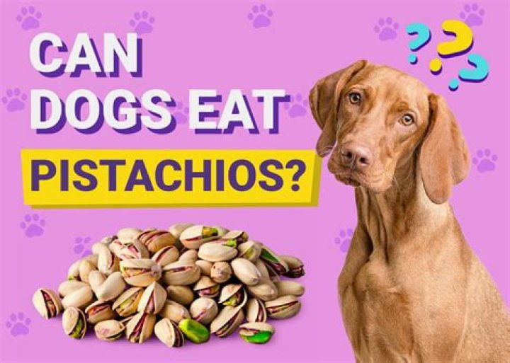 What if a dog eats dry ice?