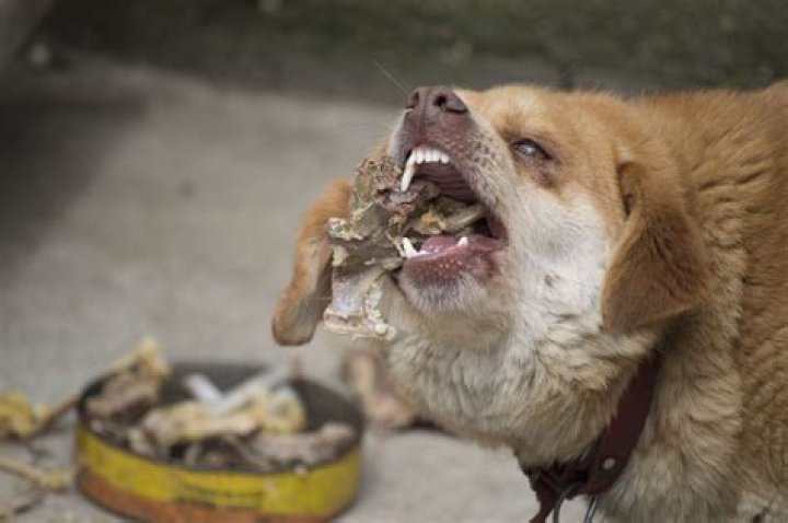 What if a dog eats wax?