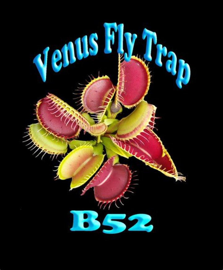 What is a B52 Venus flytrap?