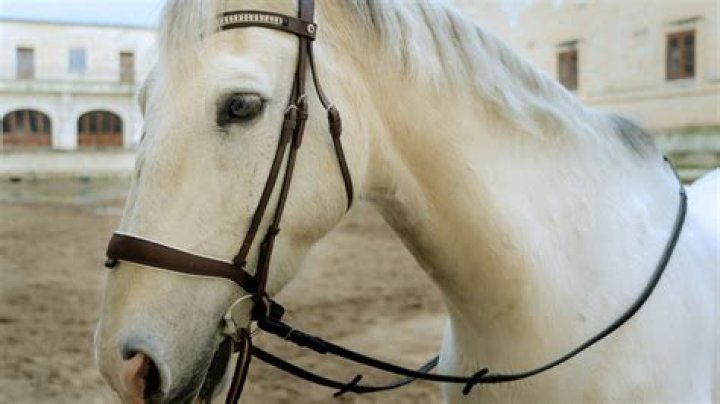 What is a bridle without a bit called?