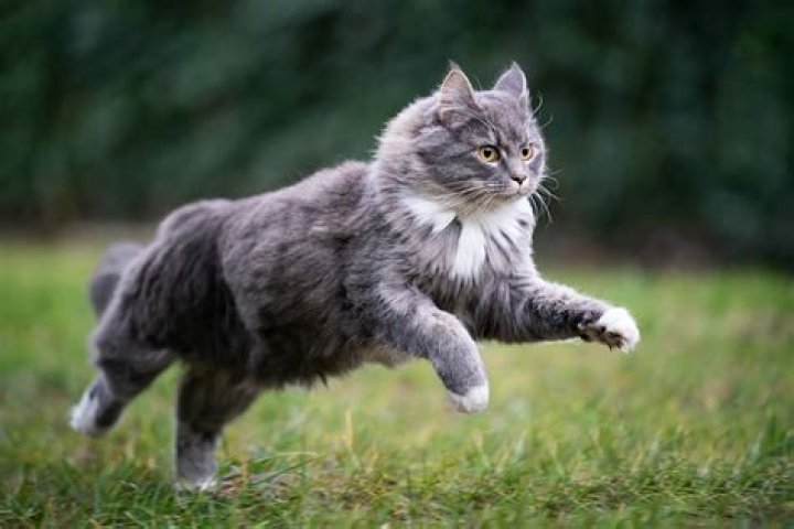 What is a cat chirp?