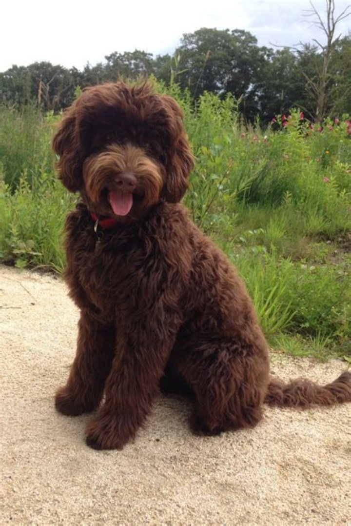 What is a chocolate Labradoodle?