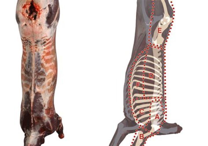 What is a deer carcass?
