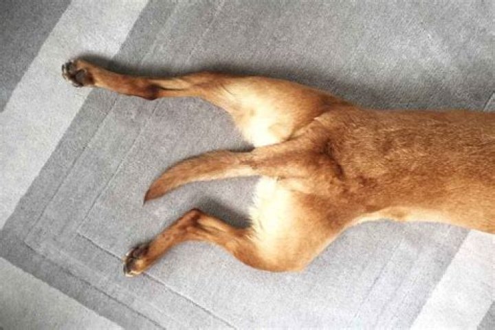What is a dog Sploot?