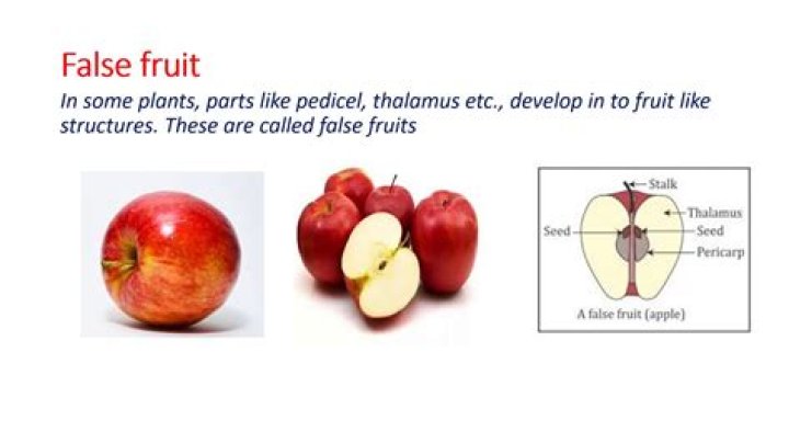 What is a false fruit Class 11?