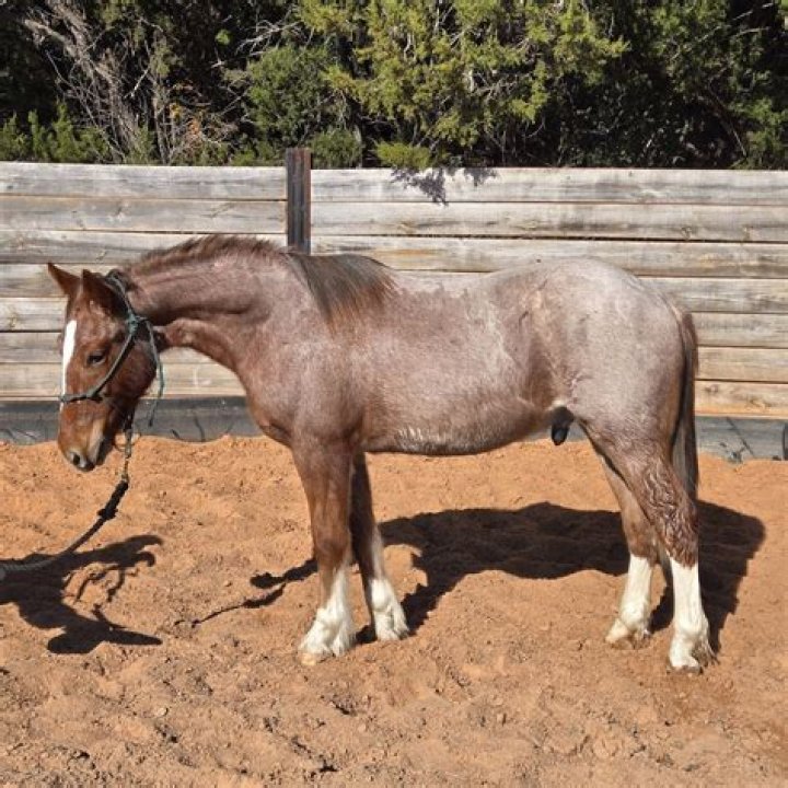 What is a Hancock bred horse?