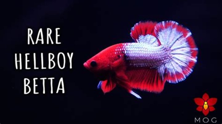 What is a Hellboy betta?