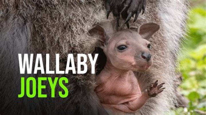What is a joey in money?