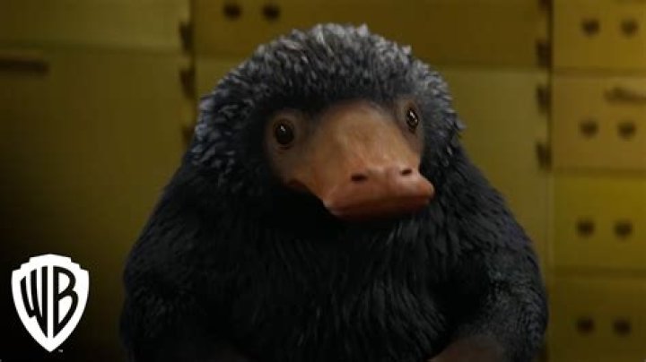 What is a Nifflers?