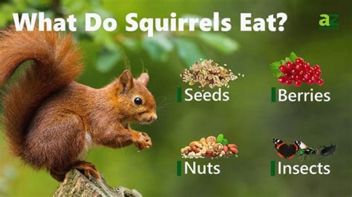 What is a squirrel's favorite human food?