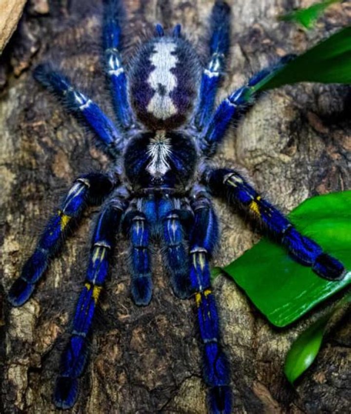 What is a tarantula pre-roll?