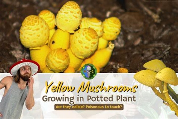 What is a yellow giant?