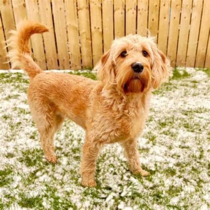 What is an F4 Labradoodle?