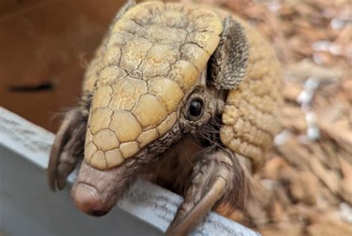 What is armadillo armor made of?
