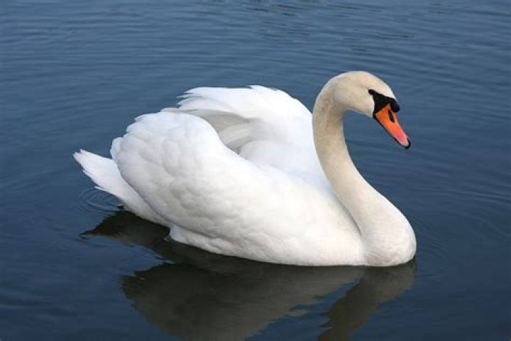 What is Denmark's national animal?