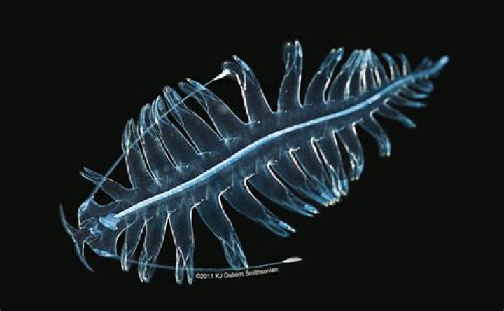 What is gossamer stream?