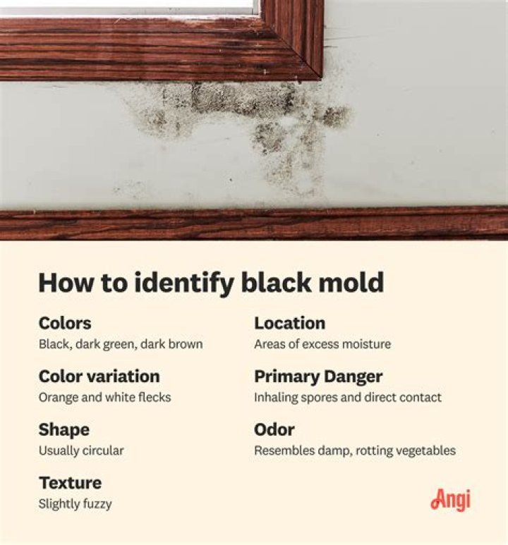 What is hairy mold?