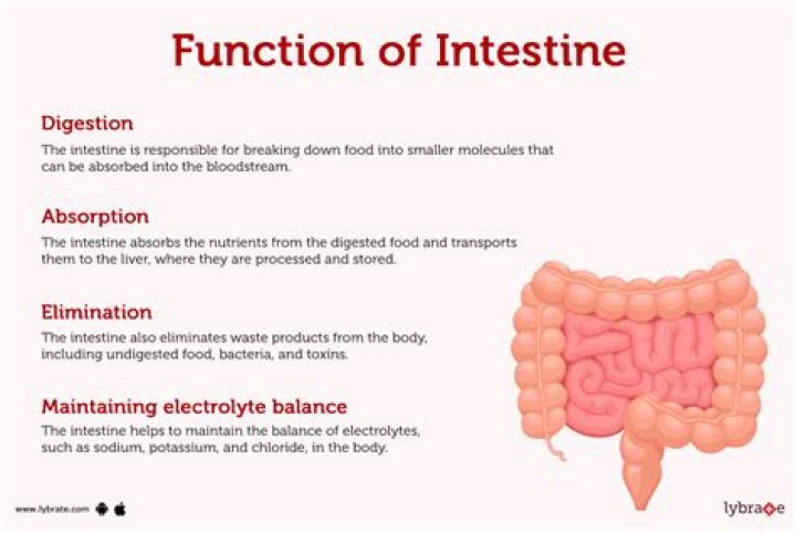 What is it called when your born with your intestines on the outside?