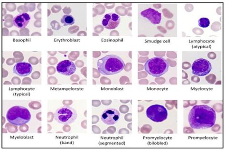 What is lymphocytes in CBC?